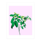 Ficus on Pink Background (Print Only) thumbnail