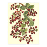 Raspberry (Print Only) thumbnail