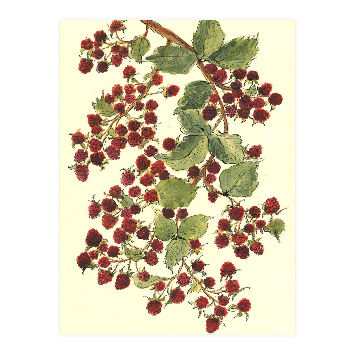 Raspberry (Print Only)