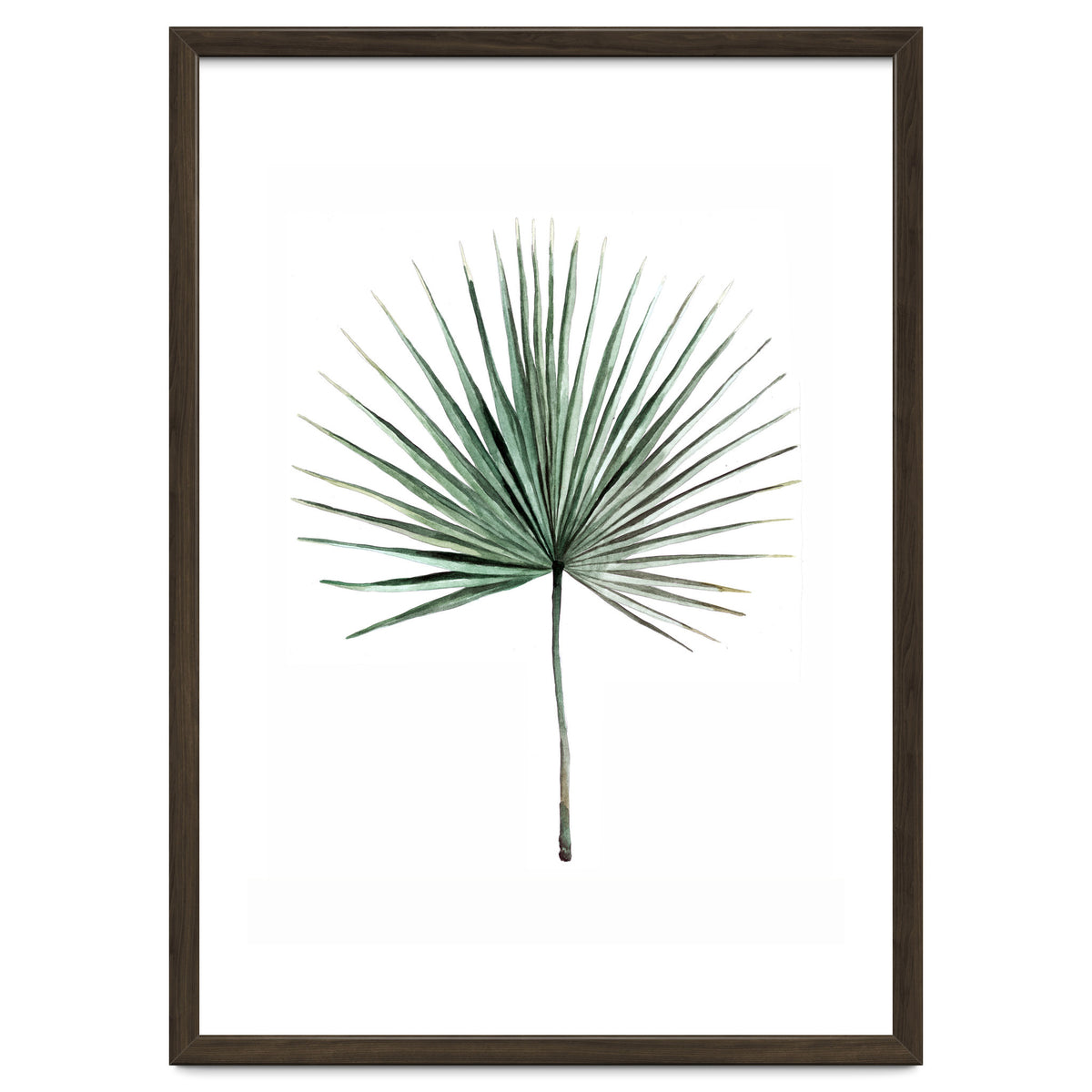 Botanical Illustration Fanpalm