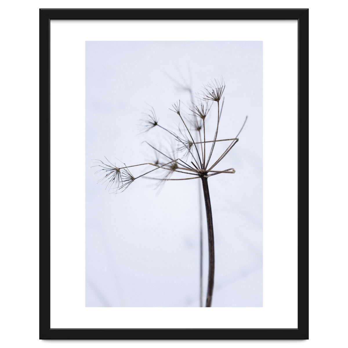 Wildflower in Winter