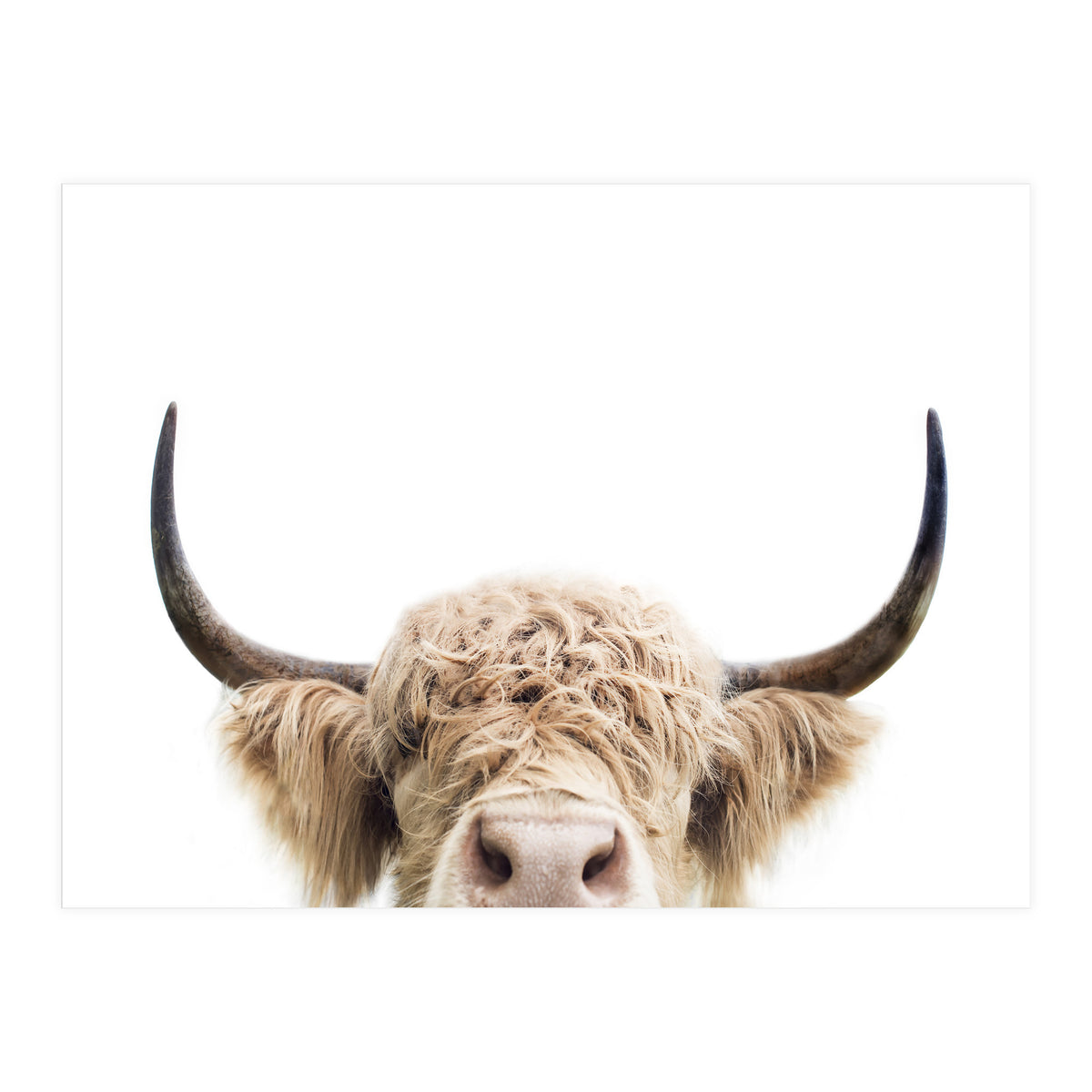Peeking Cow (Print Only)