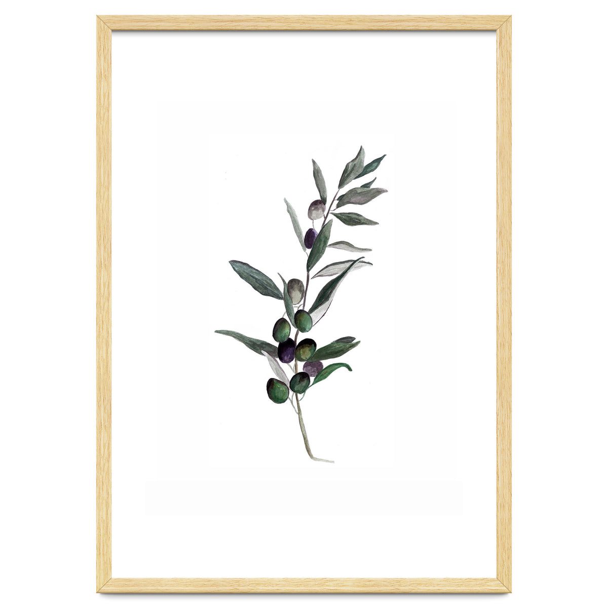 Botanical Illustration Olive