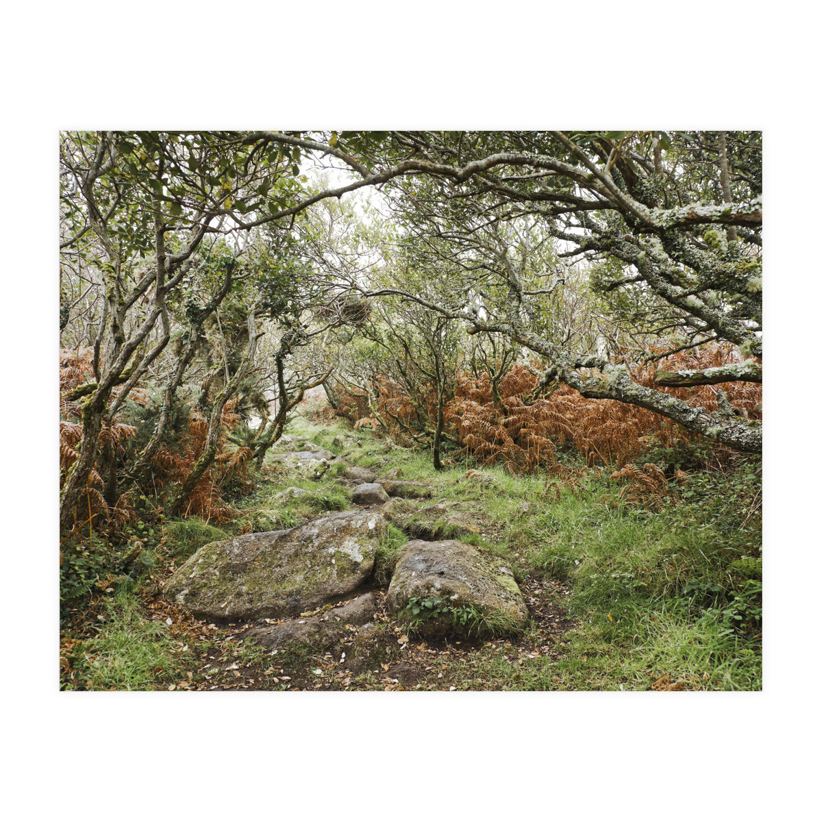 Undergrowth (Print Only)