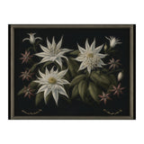 Edelweiss Vintage Illustration (Print Only) thumbnail
