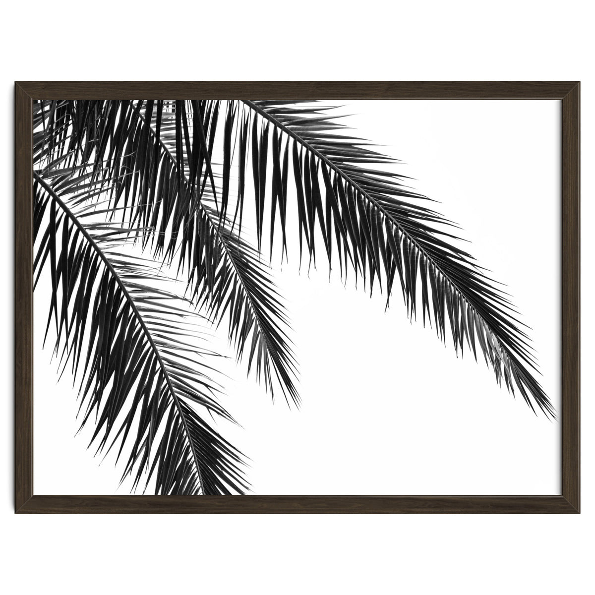Palm Leaves