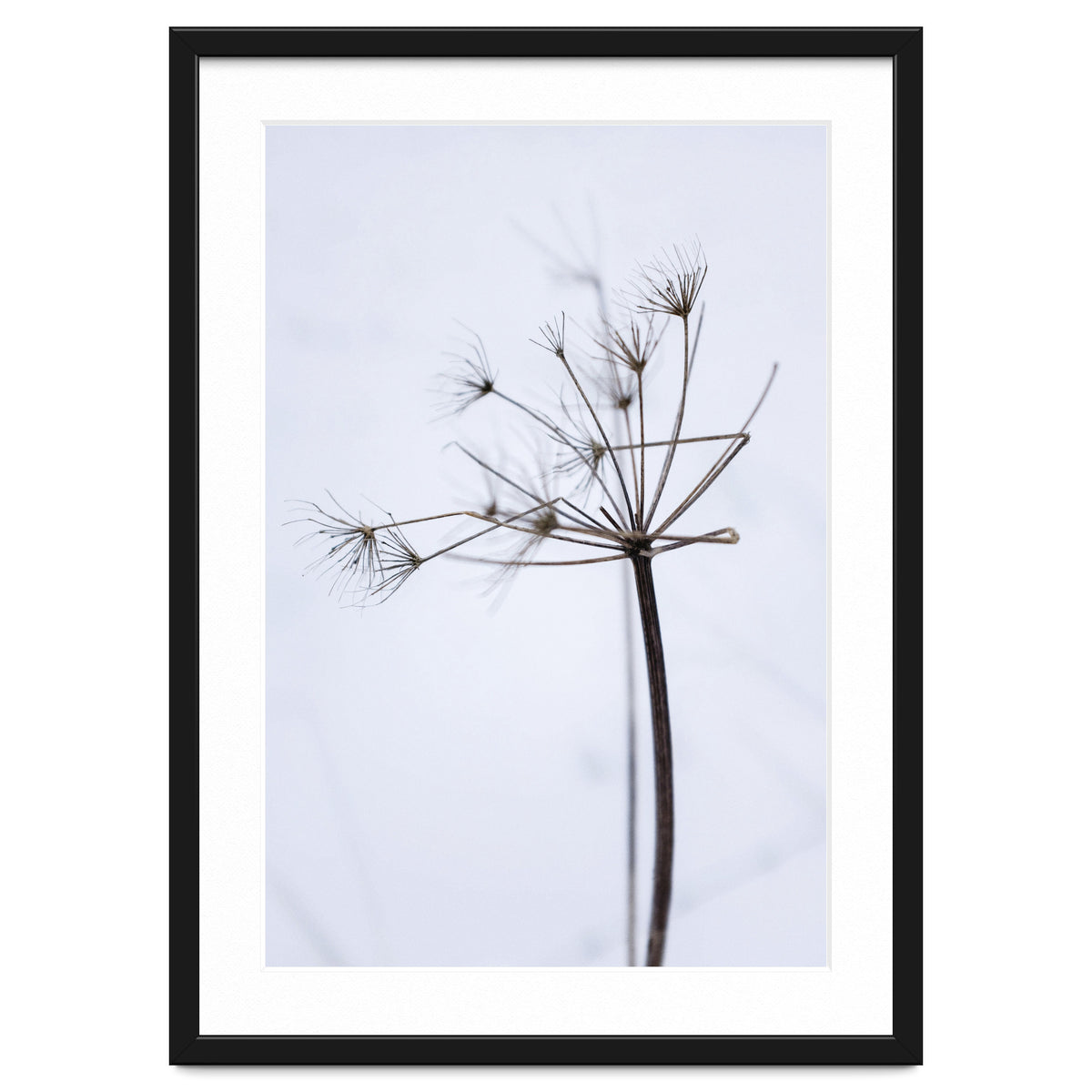 Wildflower in Winter