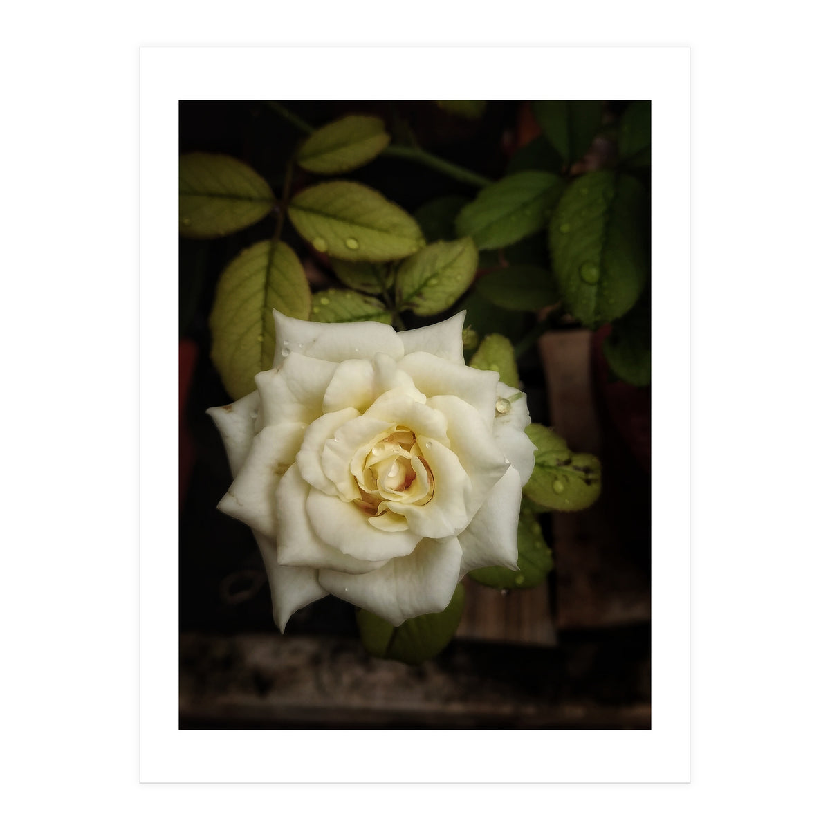 Beautiful Garden White Rose (Print Only)