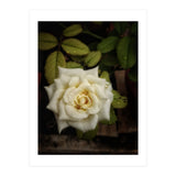 Beautiful Garden White Rose (Print Only) thumbnail