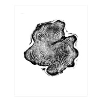 Alaskan Cypress, Tree Ring Art Print, Woodblock (Print Only)