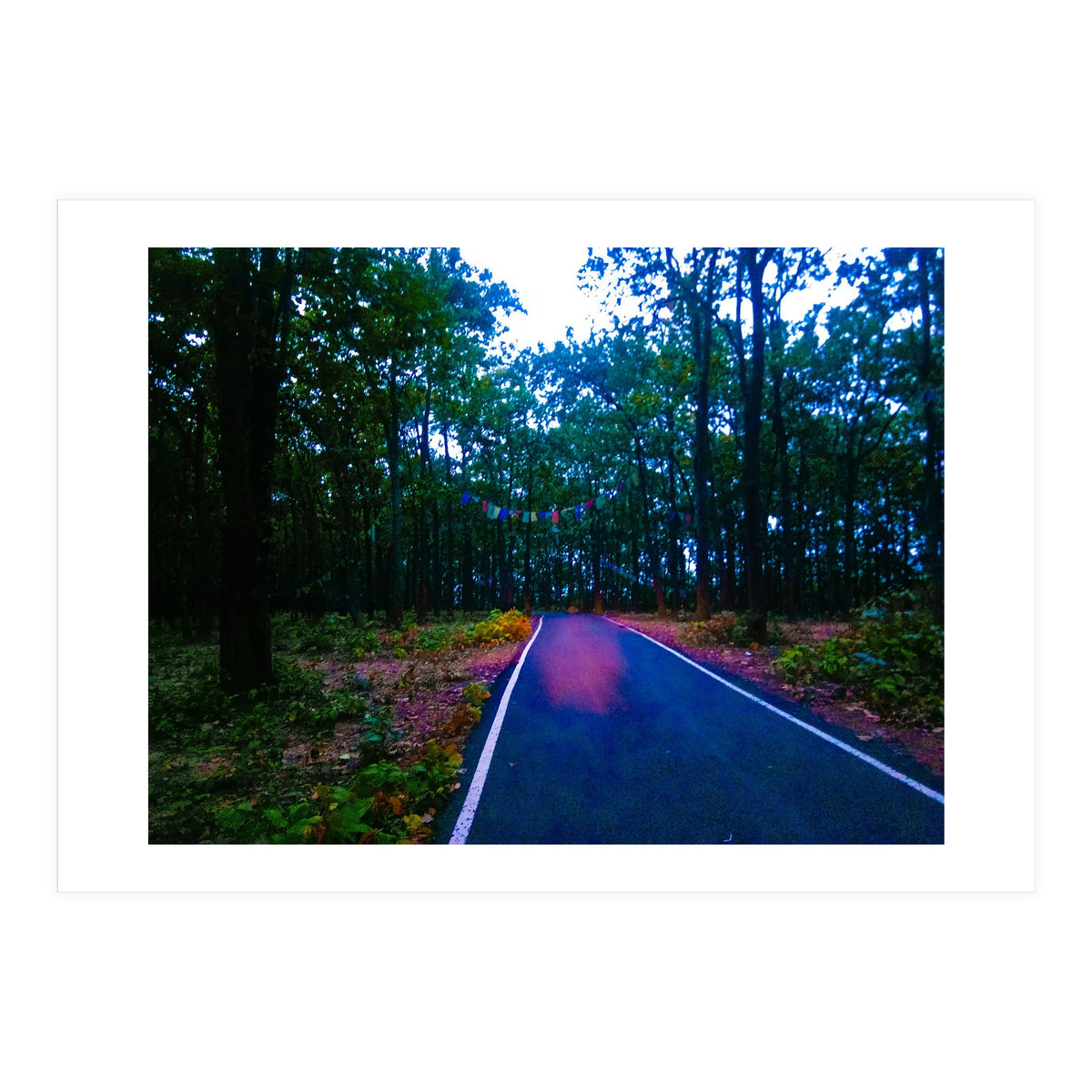 Into The Wild (Print Only)