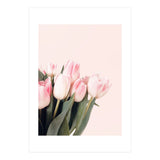 Pink Tulips (Print Only) thumbnail