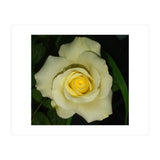 Blooming White Rose (Print Only) thumbnail