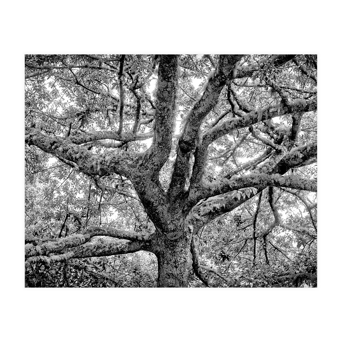 Lichens (Print Only)