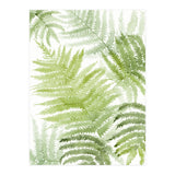 Samambaia  (Print Only) thumbnail