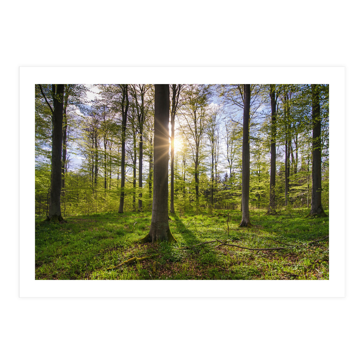 Spring Sun (Print Only)