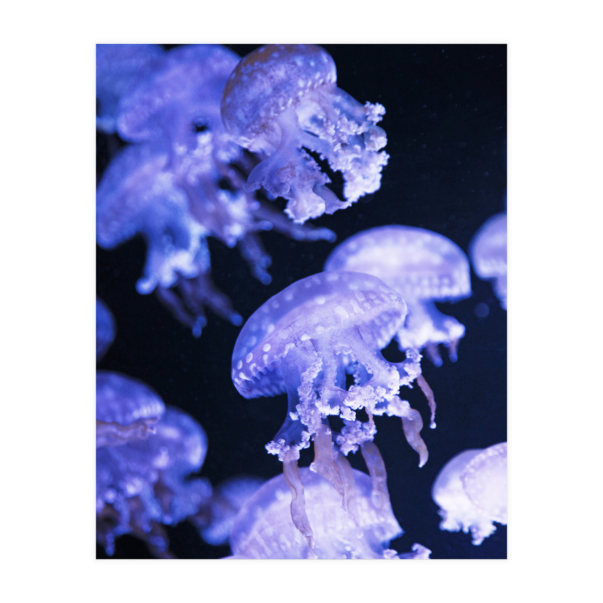 Jellyfish (Print Only)