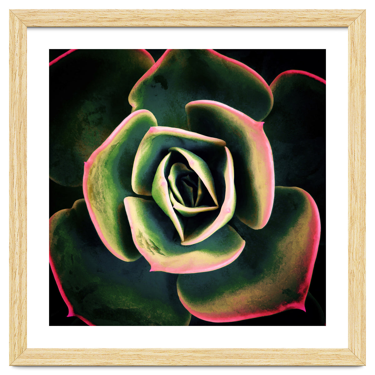 DARKSIDE OF SUCCULENTS XV