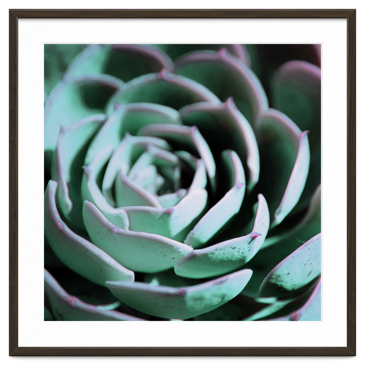 DARKSIDE OF SUCCULENTS III-A