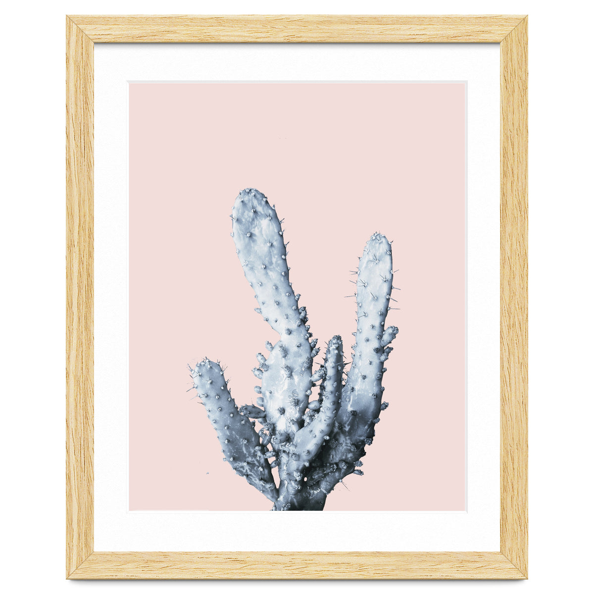 Cactus collection BL-I