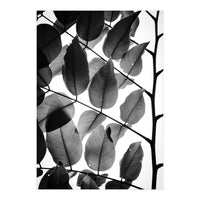 Branches and Leaves II (Print Only)