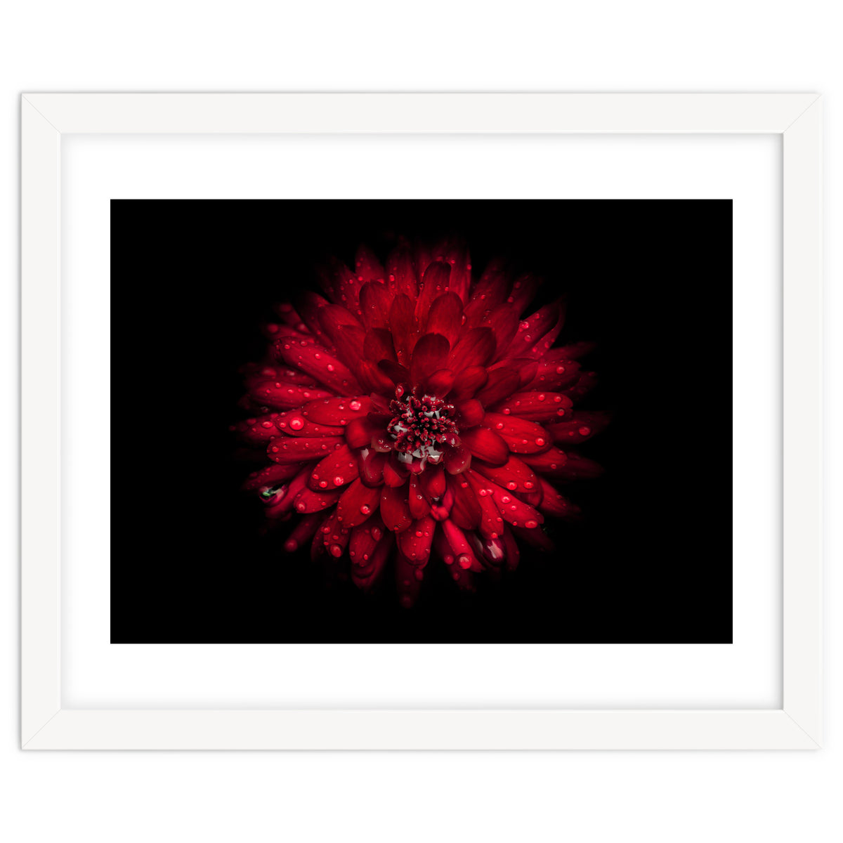 Backyard Flowers 45 Color Version