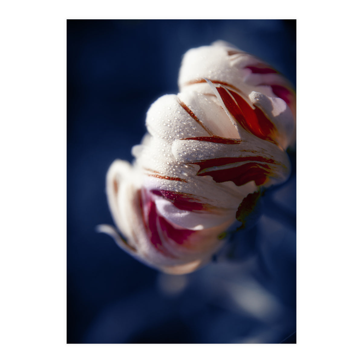 Drops White Flower (Print Only)