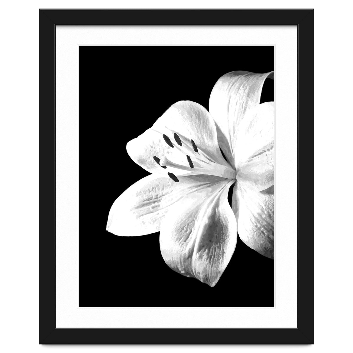 White Lily Black Background