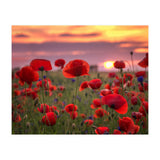 Poppies at Evening (Print Only) thumbnail