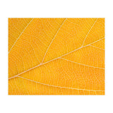 Autumn Leaf  (Print Only) thumbnail