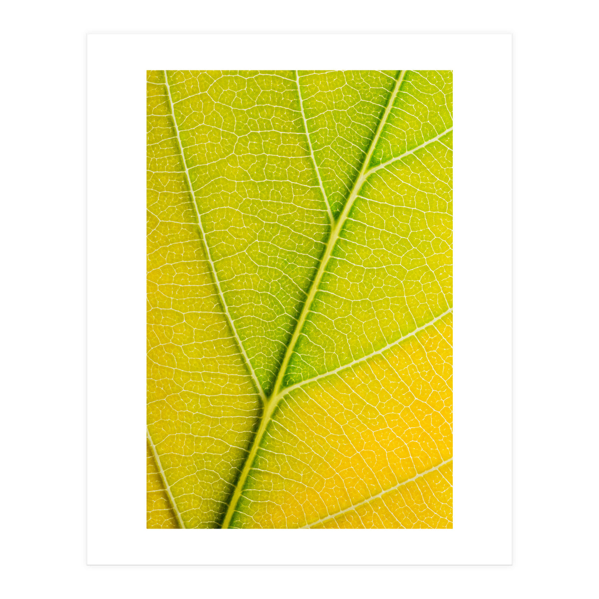 Autumn Leaf (Print Only)