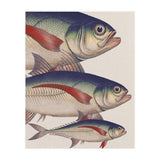 Fish Classic Designs 5 (Print Only) thumbnail