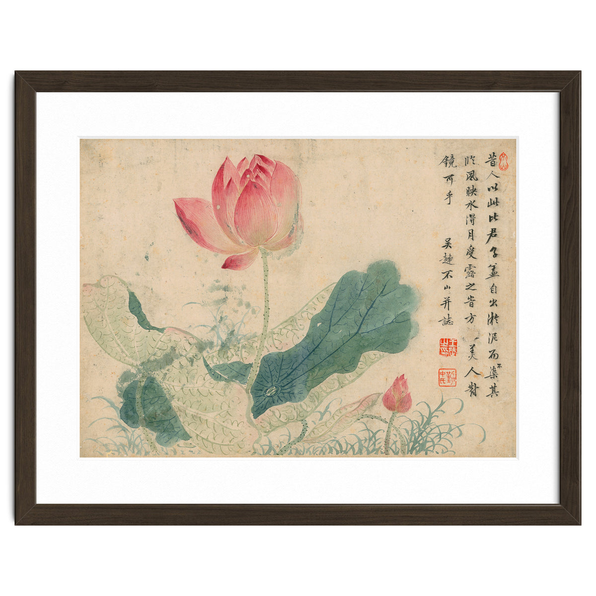 Qing Wangwu Flower album, lotus, lotus leaf, pond, copy of water grass