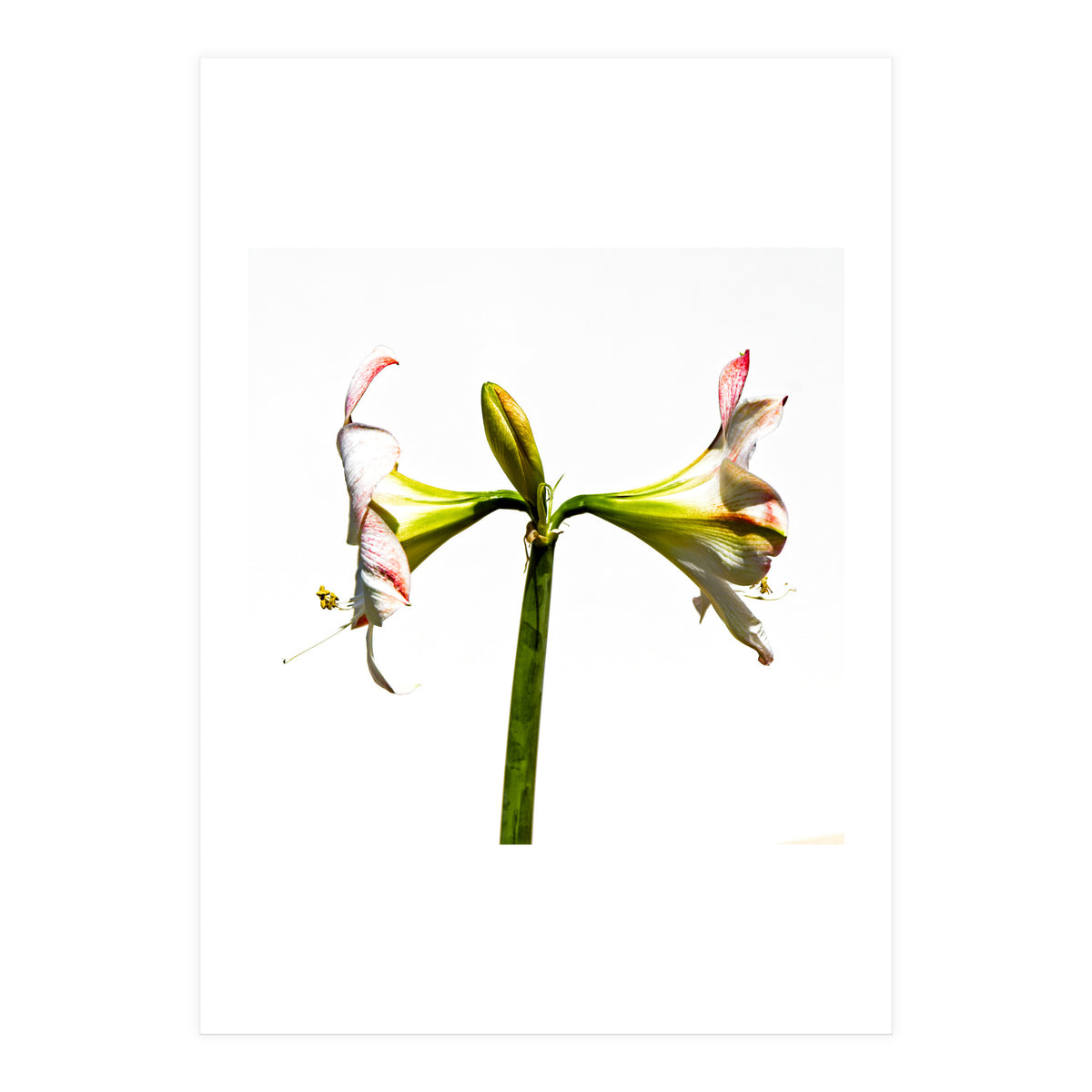 Amaryllis 3 (Print Only)