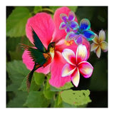 Hummingbird (Print Only) thumbnail