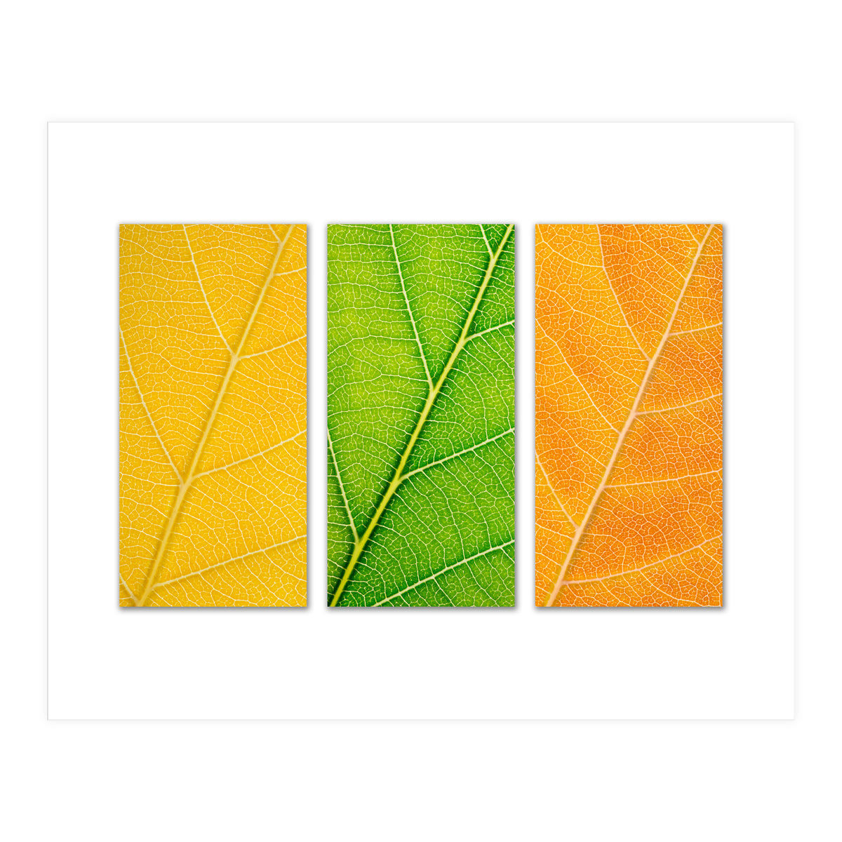 Autumn Leaves (Print Only)