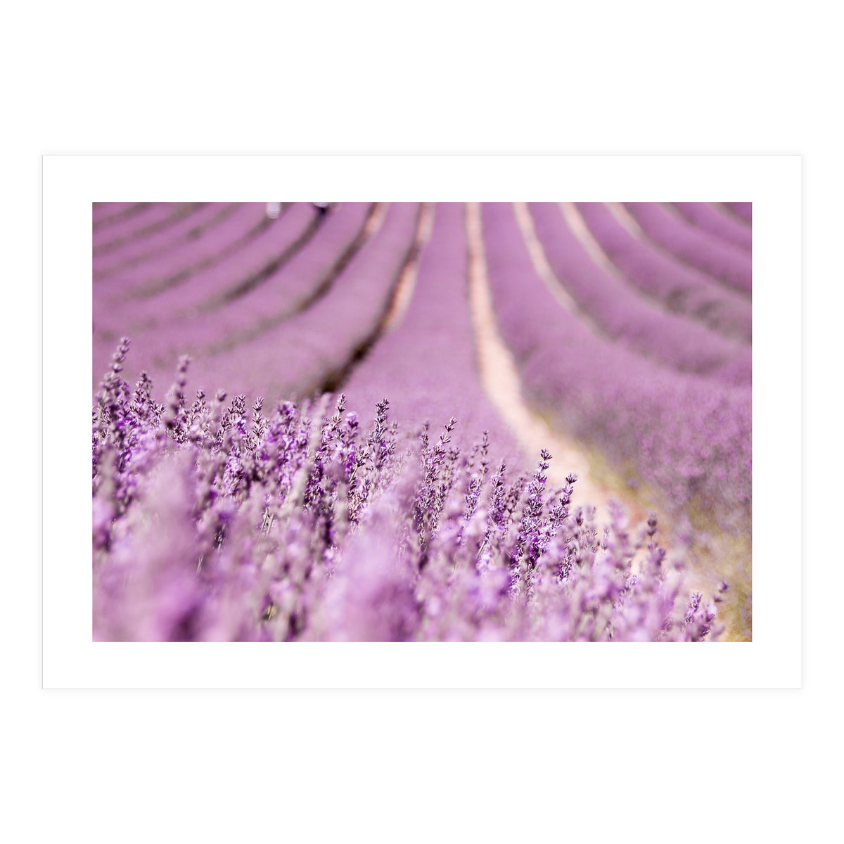 Lavender Happiness (Print Only)