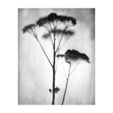 Sedum (Print Only) thumbnail