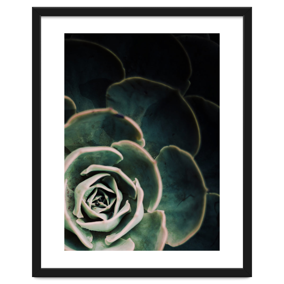 Darkside Of Succulents 4-C