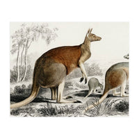 The red kangaroo illustrated (Print Only)