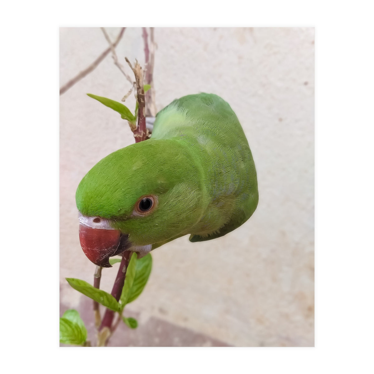 Cute Parrot (Print Only)