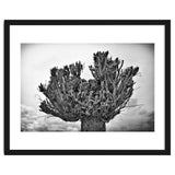 Cut down tree top thumbnail
