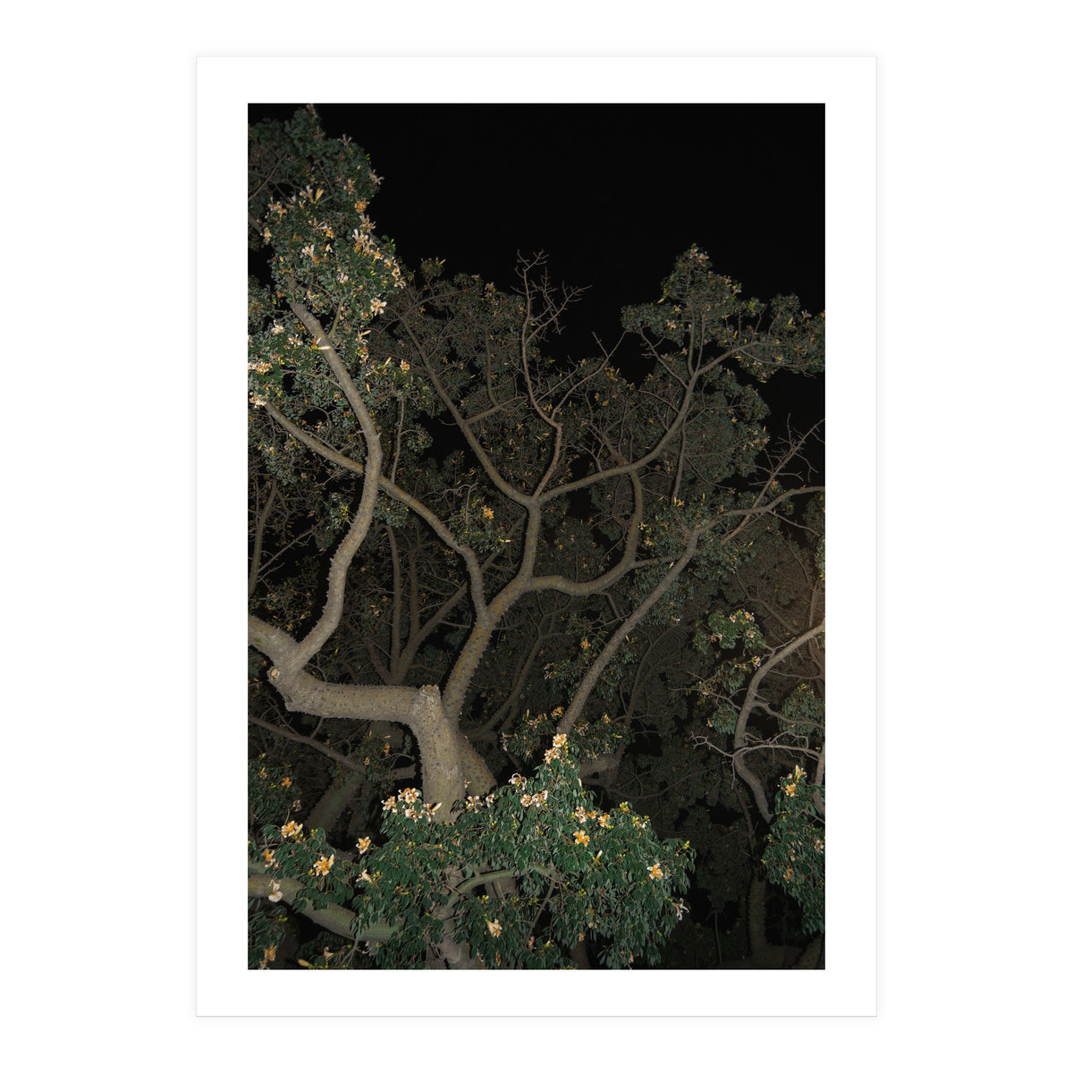 Night in Malaga (Print Only)