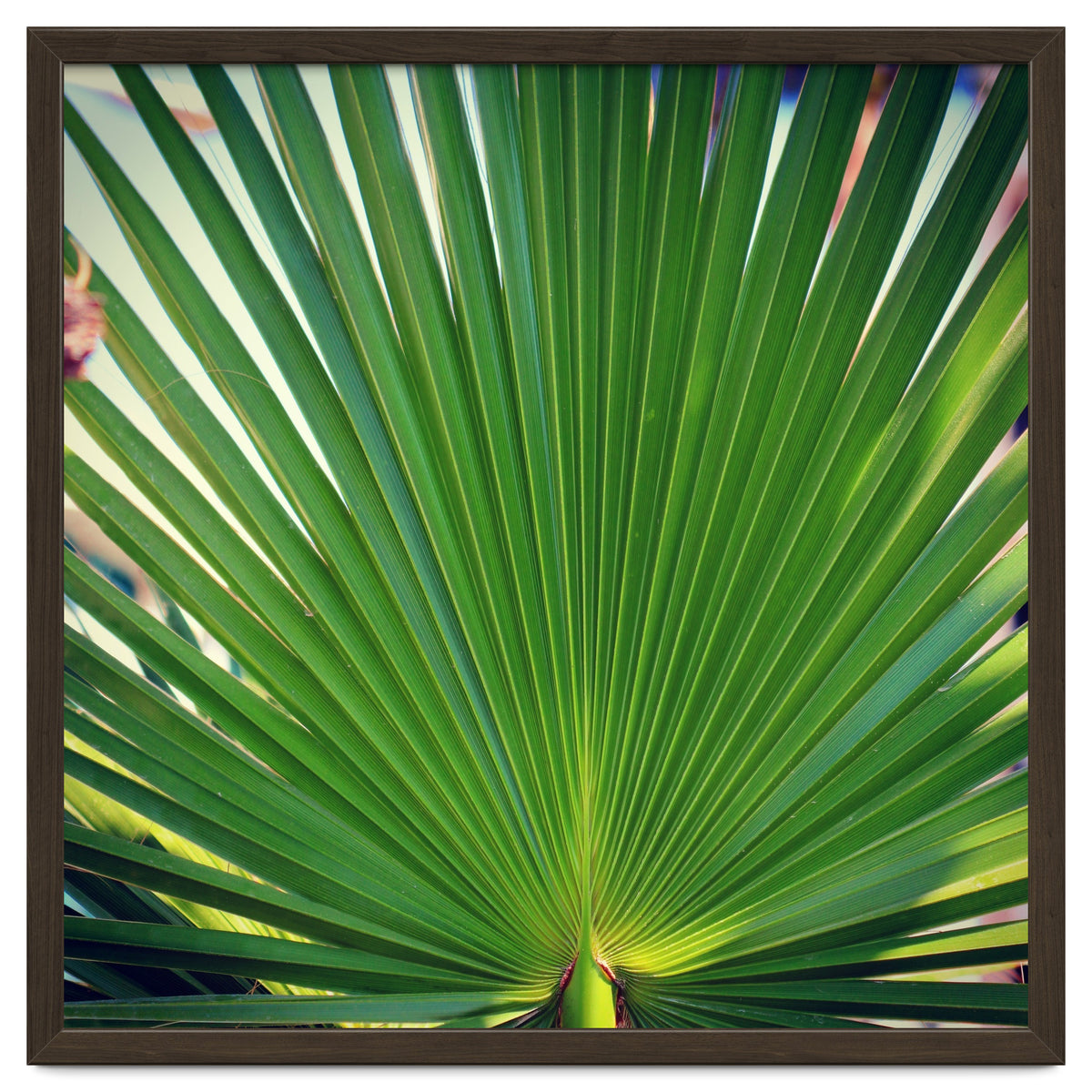 palm leaf