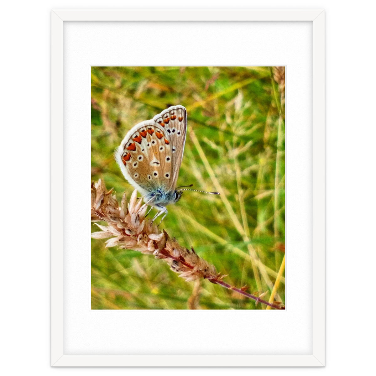 Butterfly in the meadow