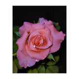Pink Dew Rose (Print Only) thumbnail