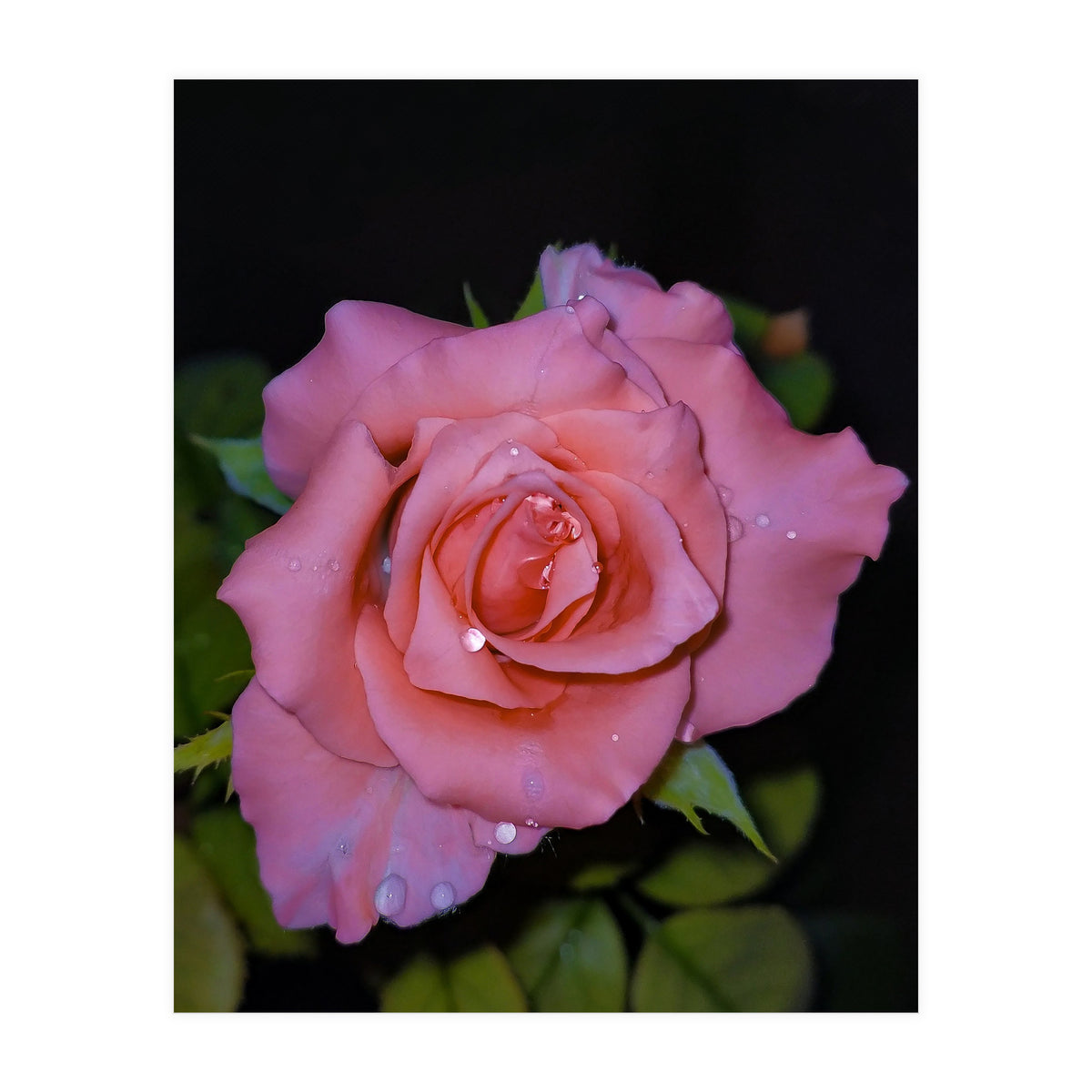 Pink Dew Rose (Print Only)
