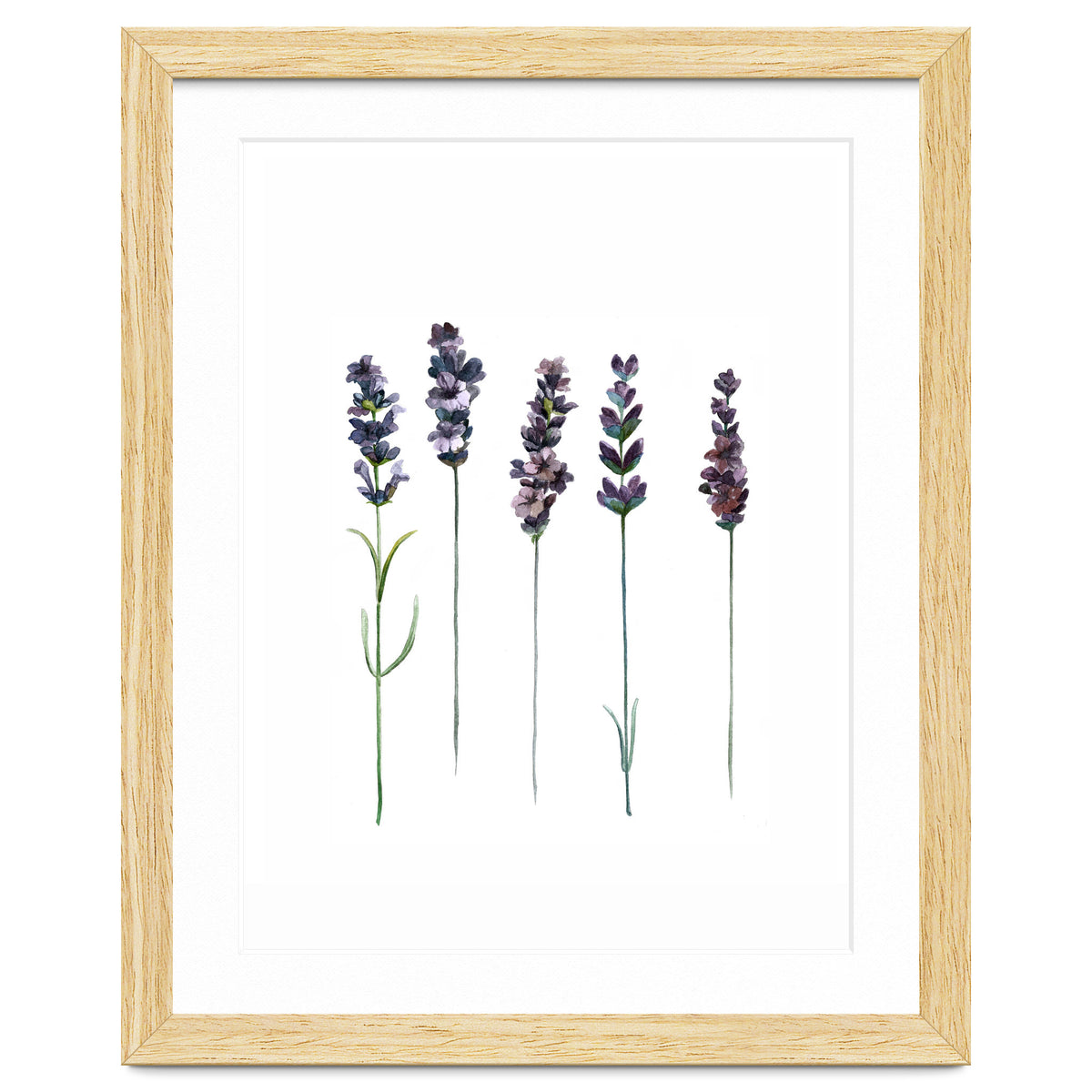 Botanical Illustration Lavender