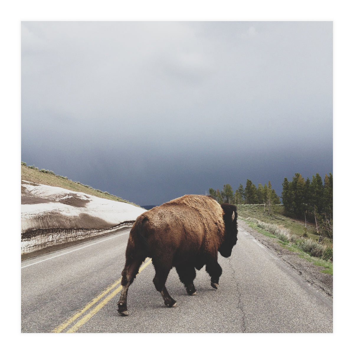 Street Walker (Print Only)