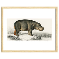 Hippopotamus illustrated